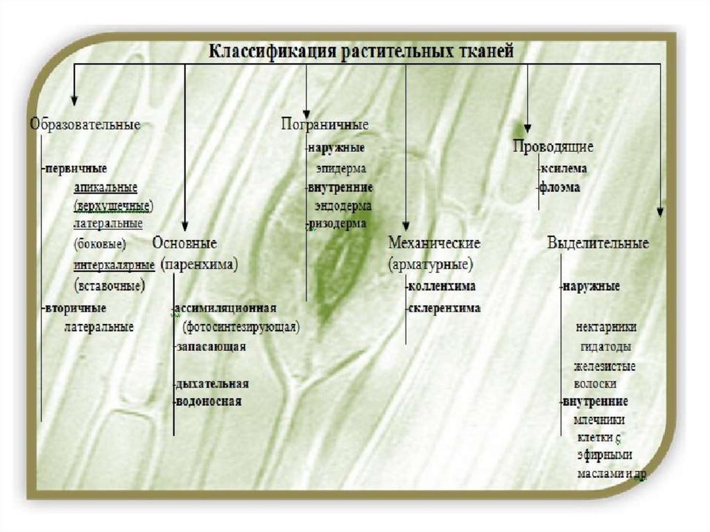 Определение тканей растений. Основные ткани растений классификация. Растительные ткани их классификация и функции. Схема классификация тканей растений. Классификация основных тканей растений.