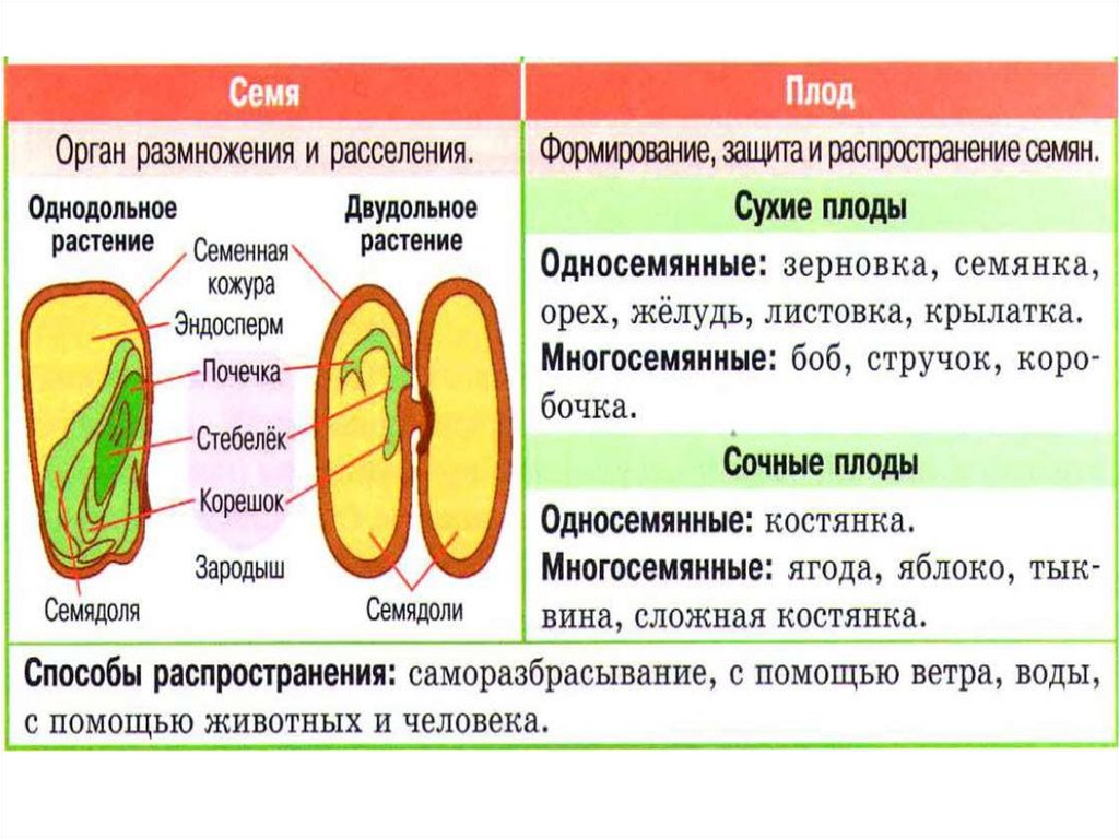 Чем отличаются растения от людей