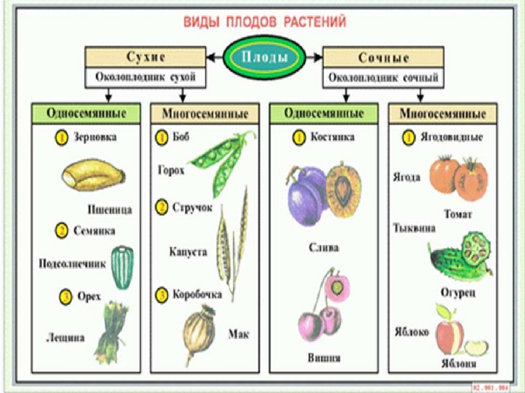 Назовите типы плодов. Плоды растений таблица ботаника. Плод (типы плодов биология 6 класс. Классификация плодов растений ботаника. Тип плода схема.