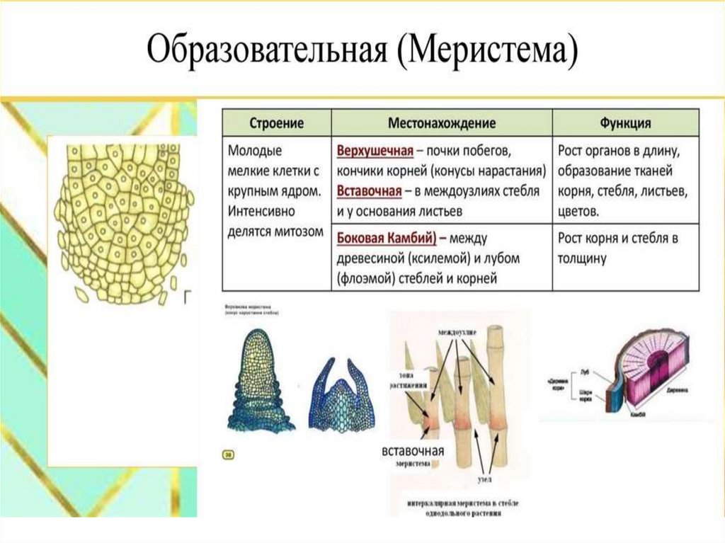 Соответствие типов растительной ткани