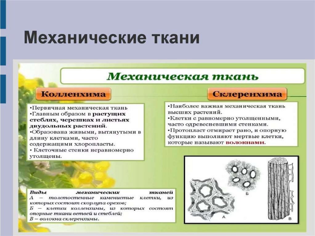 Механическая ткань растений 6 класс