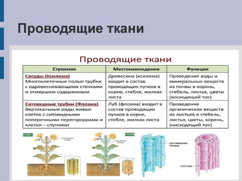 Ткани растений презентация 10 класс профильный уровень - 95 фото