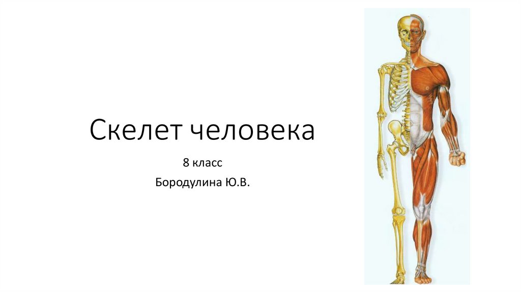 Кости скелета презентация. Презентация скелет человека 8 класс. Скелет человека презентация.