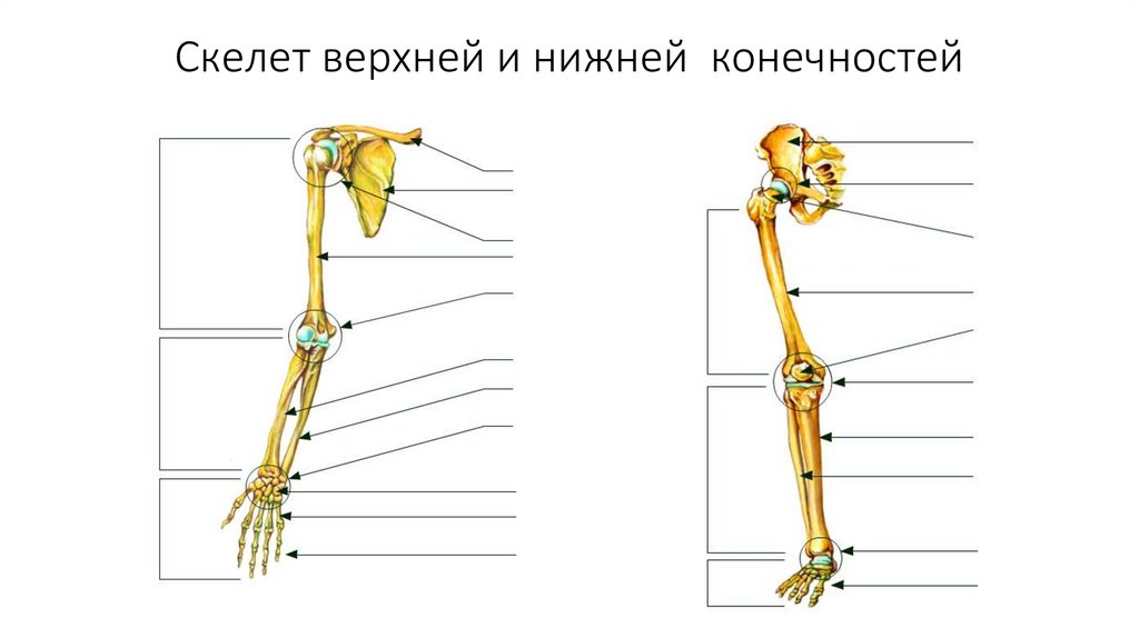 Скелет верхней конечности птицы. Скелет верхних и нижних конечностей человека.