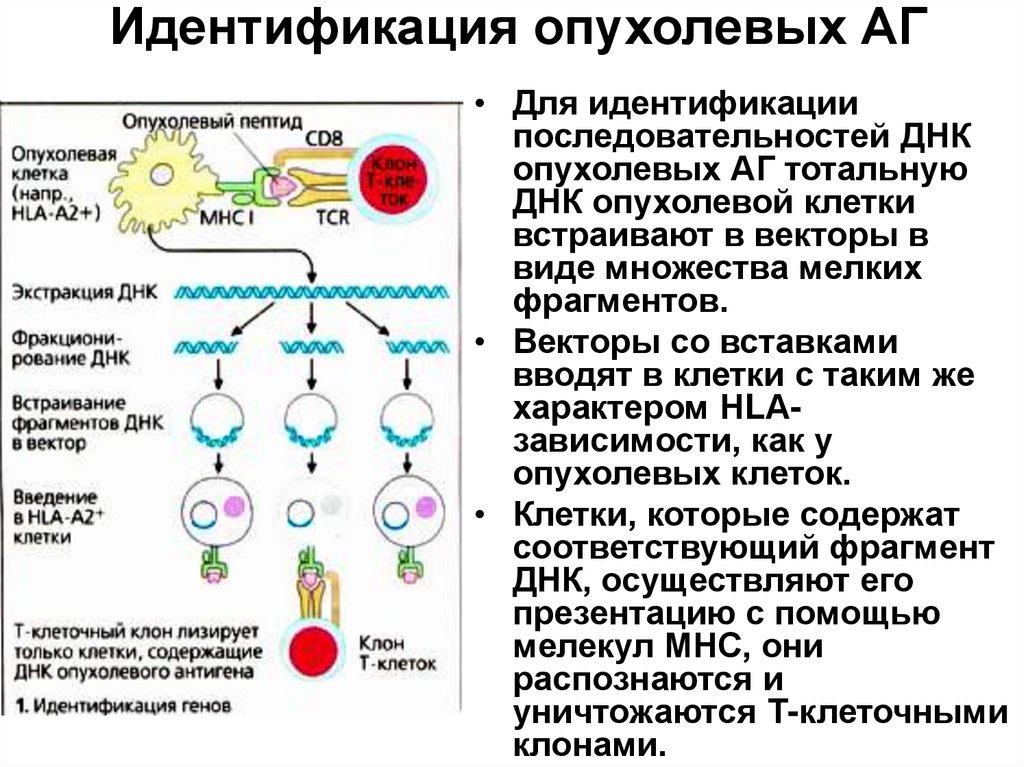 Схема противоопухолевого иммунитета