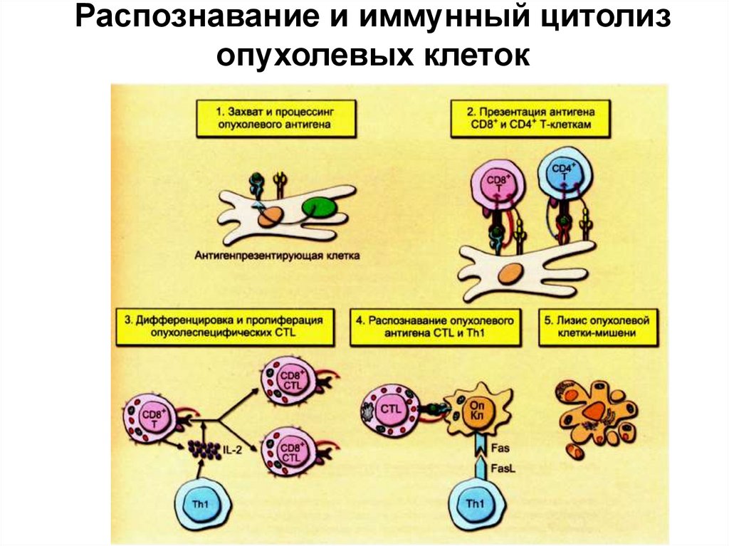 Противоопухолевый иммунитет иммунология презентация