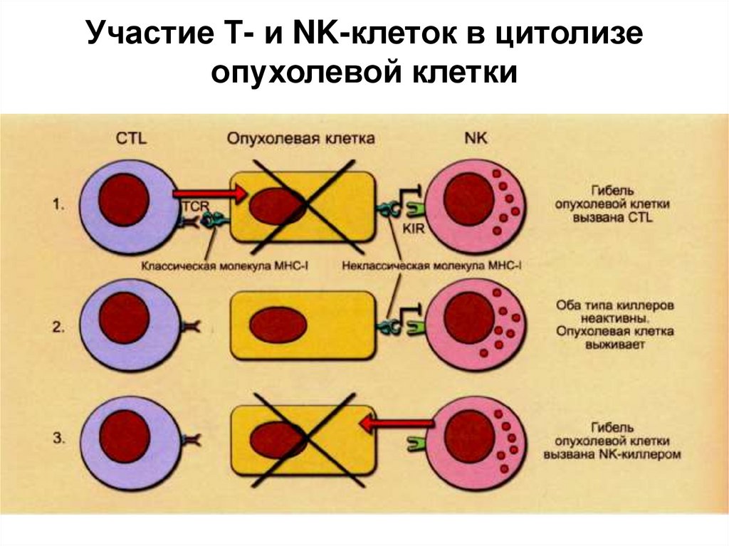 Схема противоопухолевого иммунитета