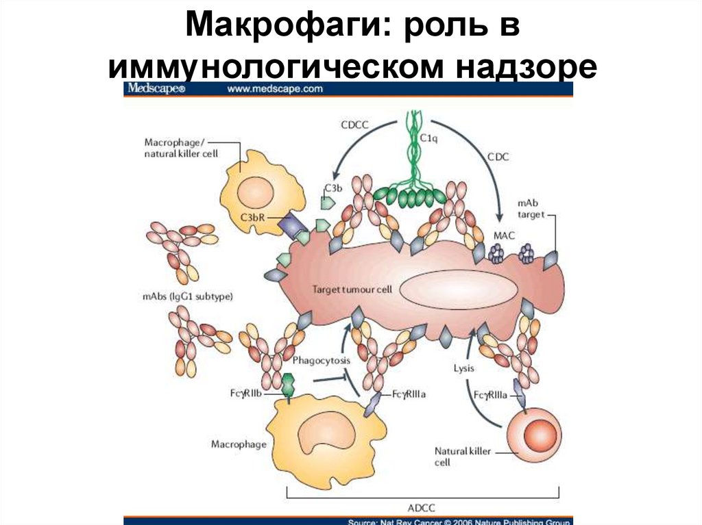 Макрофаги механизмы