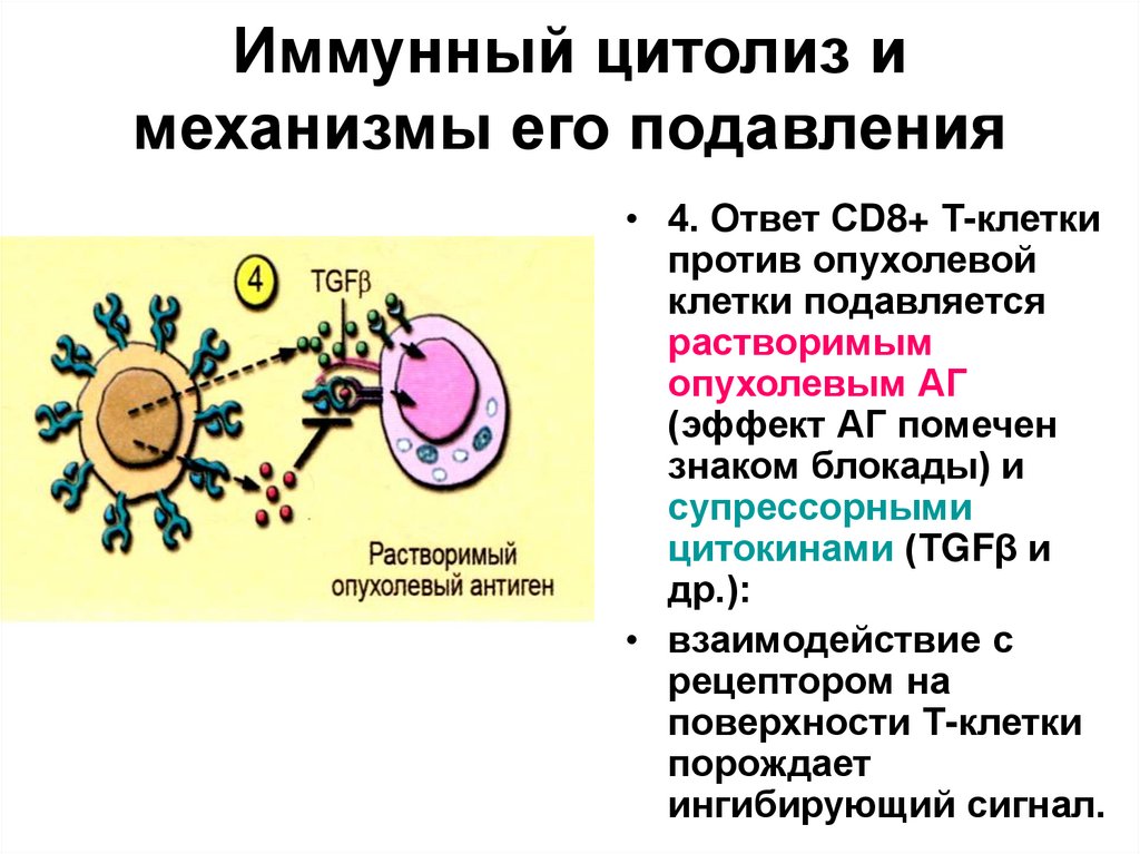Иммунный читать. Механизм цитолиза иммунология. Механизмы супрессии иммунного ответа. Противоопухолевый иммунный ответ клетки-эффекторы. Механизмы супрессии иммунного ответа Тип-идиотип.