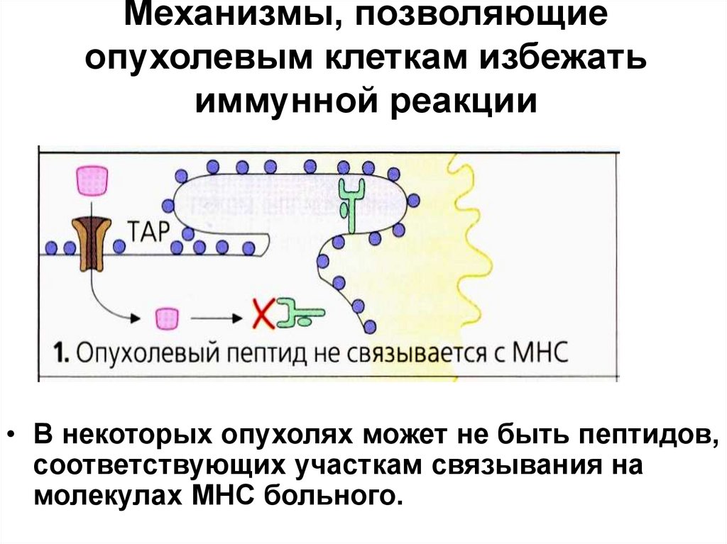 Противоопухолевый иммунитет презентация