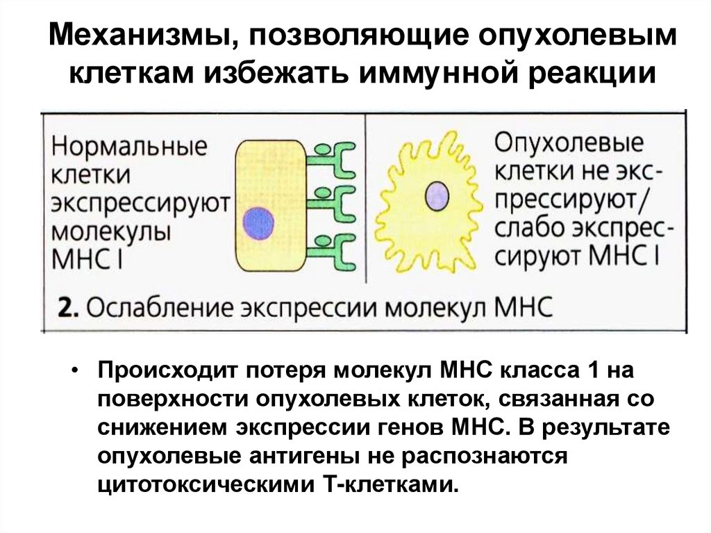 Противоопухолевый иммунитет иммунология презентация