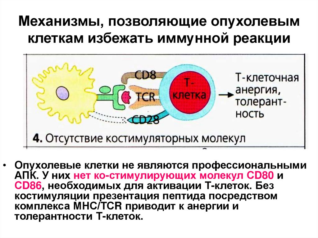 Иммунную реакцию вызывают. 12. Механизм развития противоопухолевого иммунного ответа.. Противоопухолевый иммунитет иммунология схема. Механизм развития клеточного иммунного ответа. Этапы иммунного ответа иммунология.
