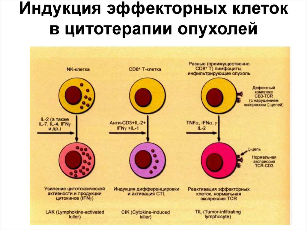 Эффекторные клетки т лимфоцитов. Противоопухолевый иммунитет лимфоциты. Эффекторные механизмы противоопухолевого иммунитета иммунология. Эффекторные клетки клеточного иммунитета. Противоопухолевые клетки иммунной системы.