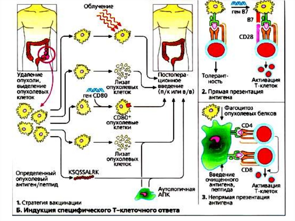 Схема противоопухолевого иммунитета