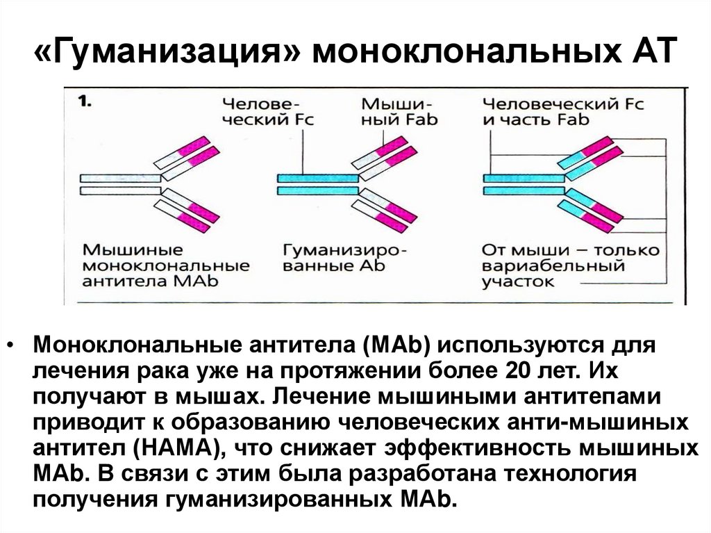 Дефекты процессинга и презентации опухолевых аг характеристика