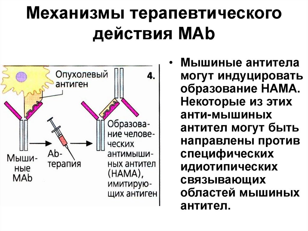 Индуцирование. Мышиные антитела. Идиотипические антитела. Механизм терапевтического действия. Классы мышиных иммуноглобулинов.