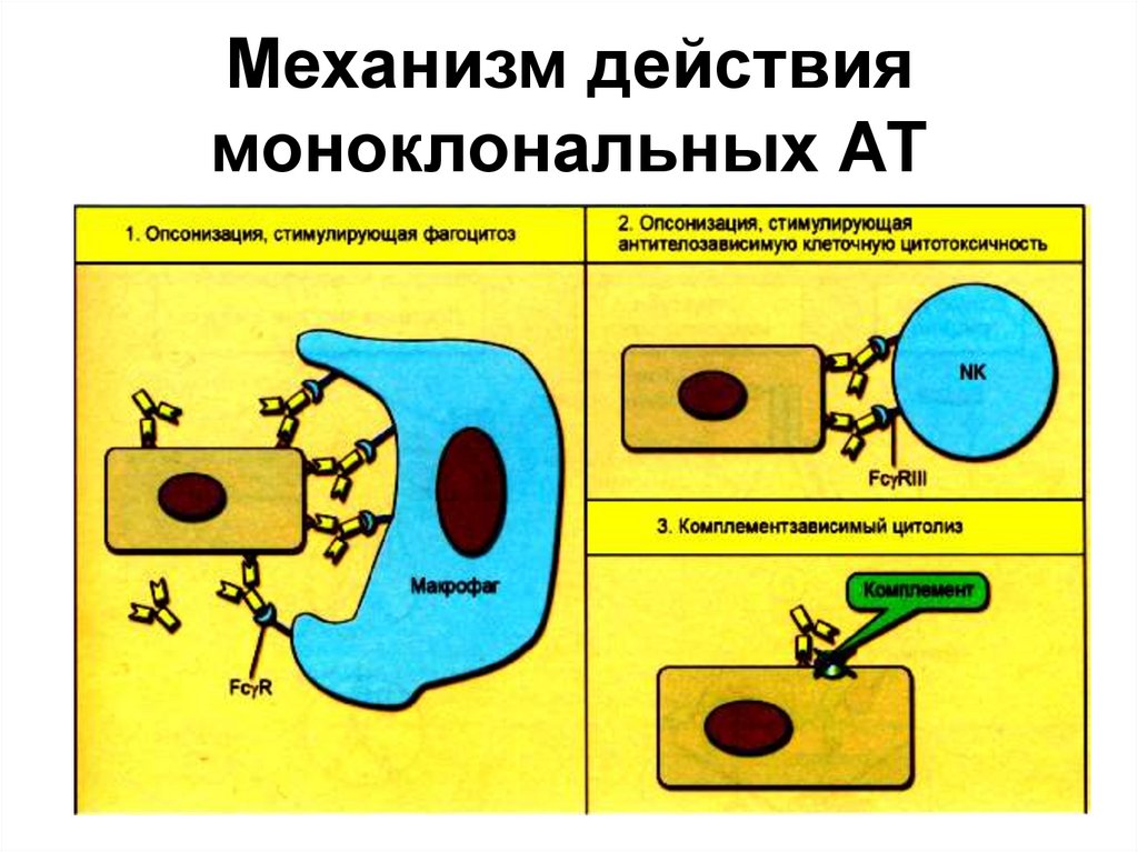 Механизм действия противоопухолевых препаратов. Механизм действия моноклональных антител. Механизм действия моноклональных АТ. Противоопухолевые механизм действия. Противоопухолевые моноклональные антитела.