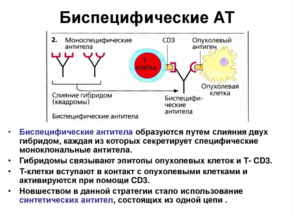 Антитела презентация иммунология