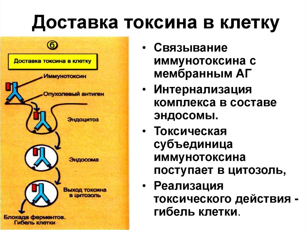 Схема противоопухолевого иммунитета