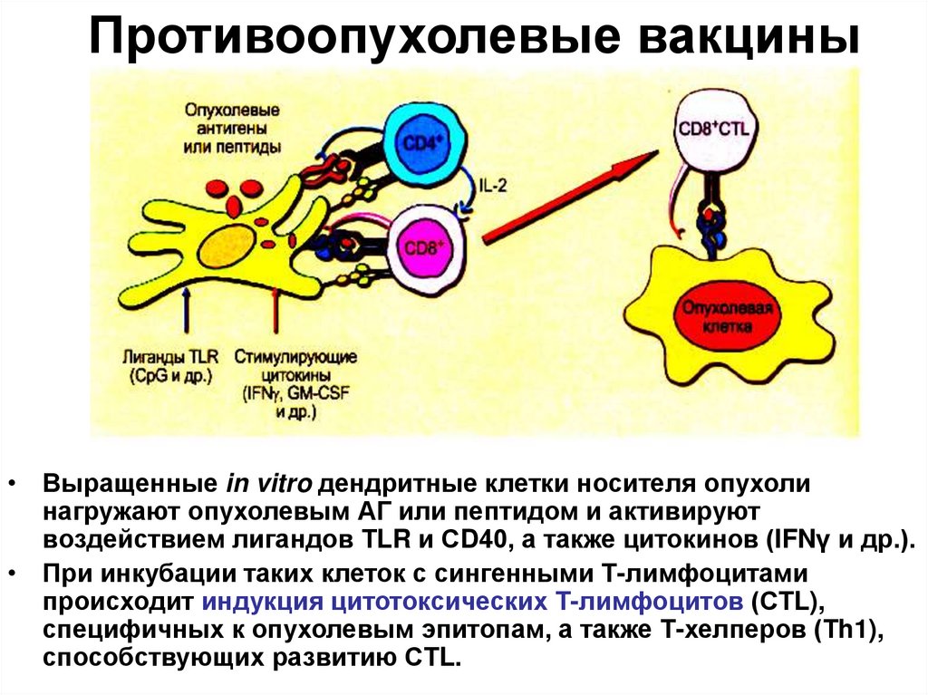 Вакцина дендритными клетками