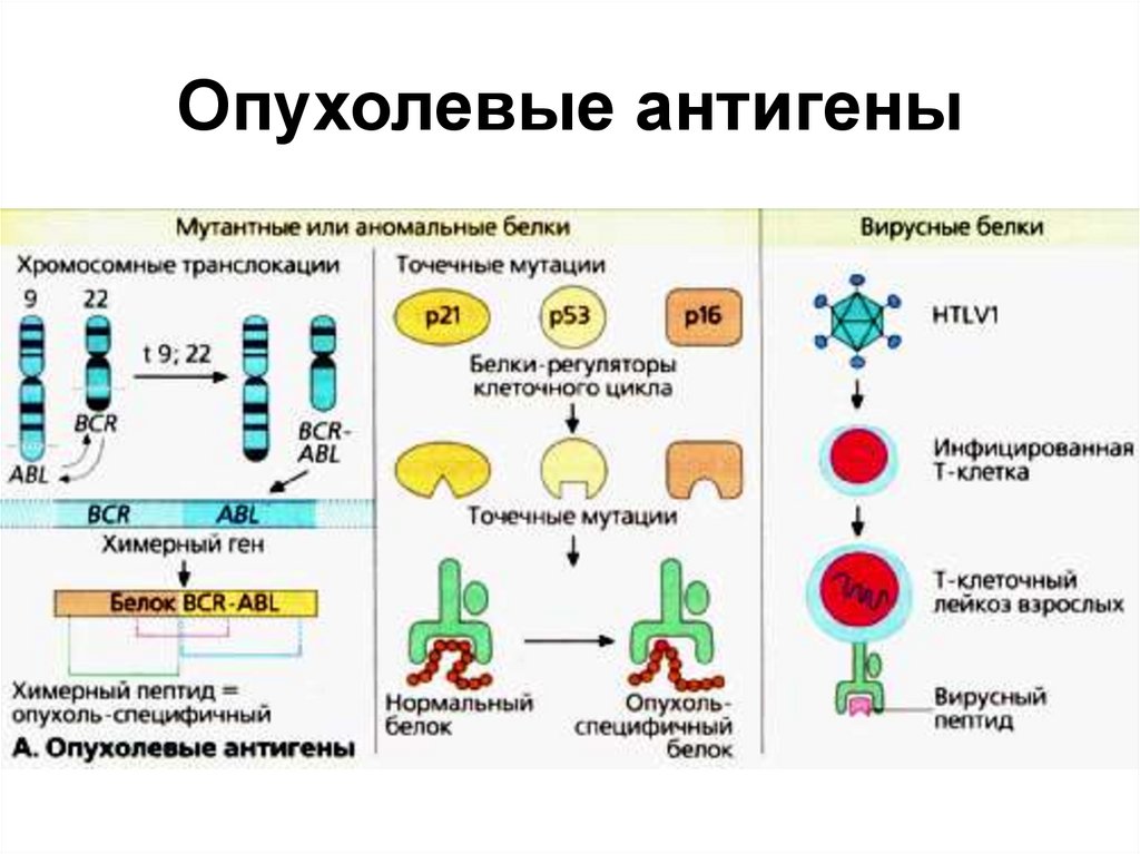 Противоопухолевый иммунитет иммунология презентация