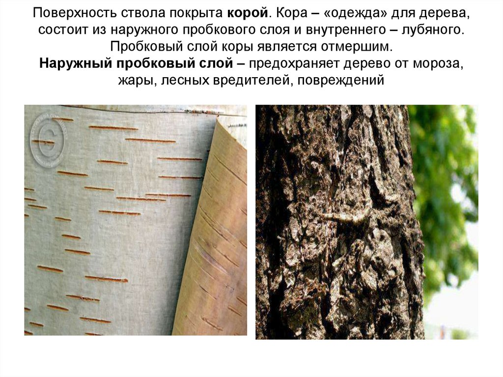Название наружной части ствола дерева. Пробковый слой дерева. Пробковый слой коры.