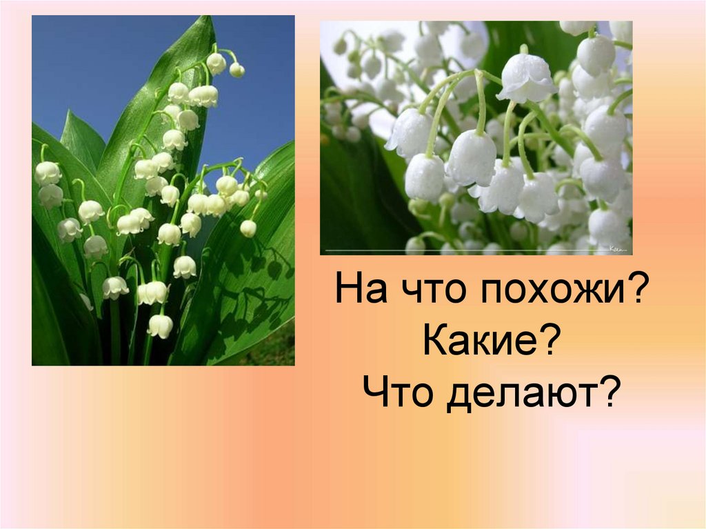 На что похожи? Какие? Что делают?