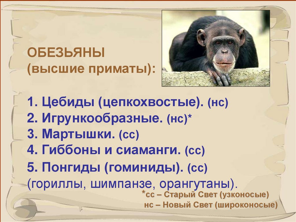 Приматы презентация 8 класс