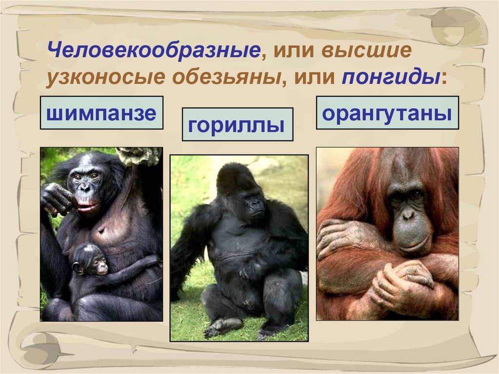 Каких обезьян относят к человекообразным обезьянам