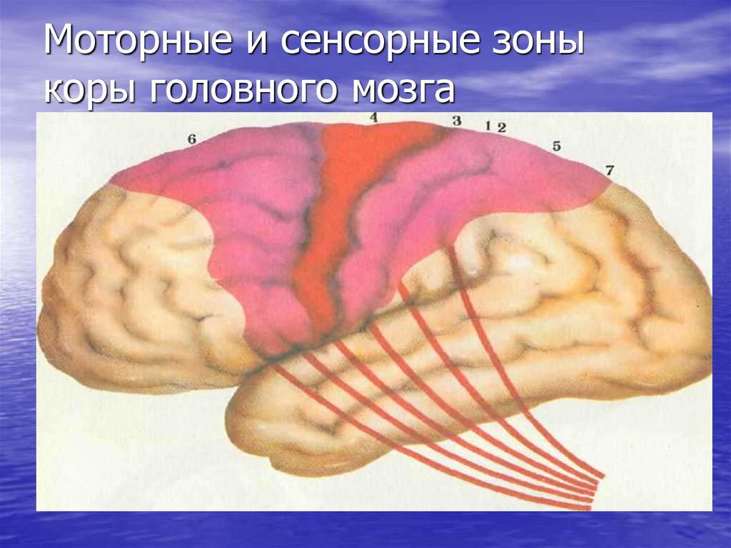 Двигательная зона коры мозга. Моторные и сенсорные зоны коры головного мозга. Моторная зона коры. Сенсорная зона коры головного мозга.