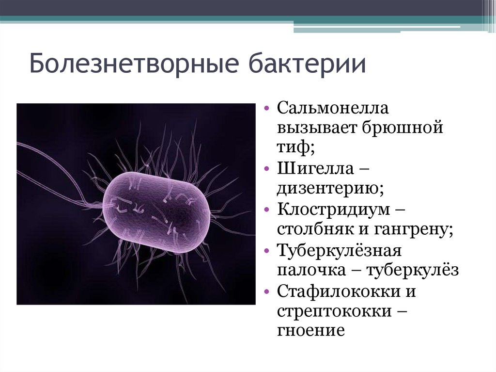 Появление прокариотической клетки. Прокариотическая клетка презентация. Прокариотические организмы. Одноклеточные прокариотические организмы. Прокариотические организмы их характеристика.