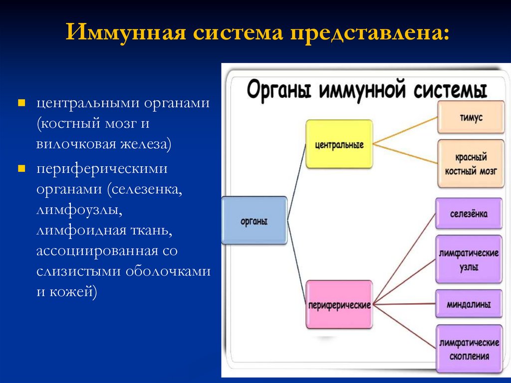 Функции иммунной системы