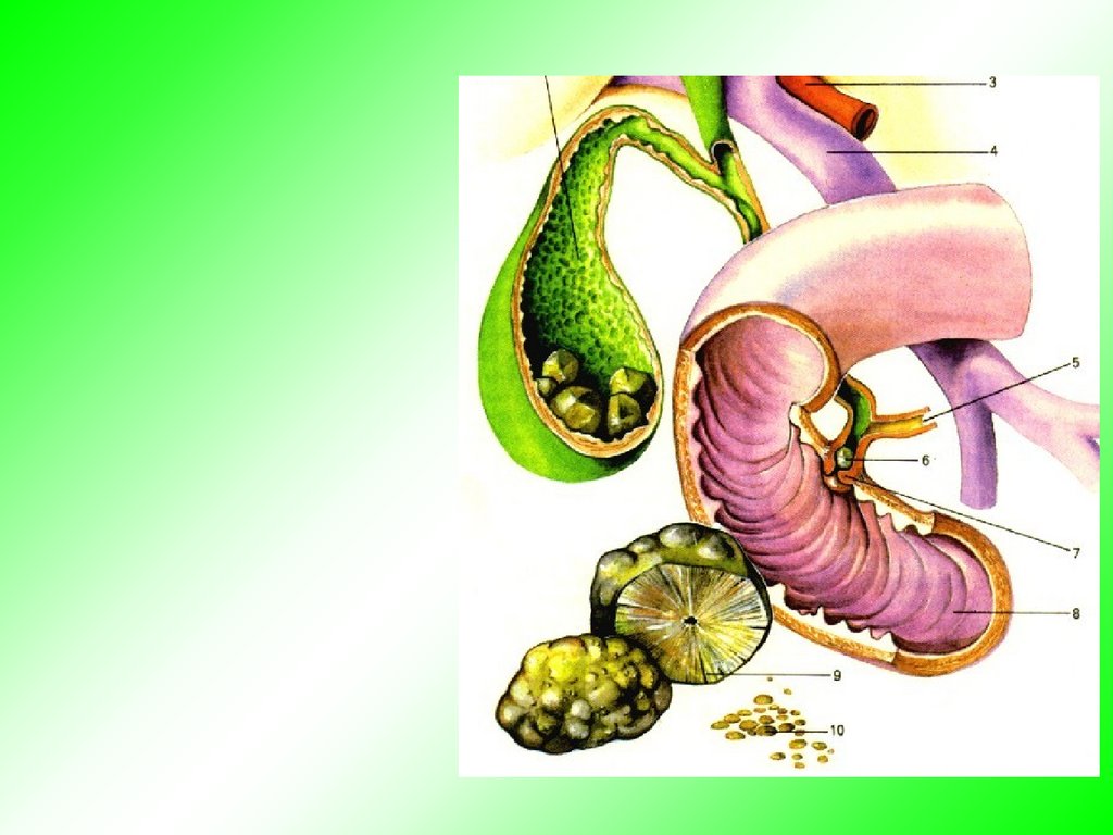 Какие есть пищеварительные железы. Железы пищеварительной системы. Органы и железы пищеварительного тракта. Анатомия и физиология пищеварительной системы. Строение пищеварительных желез человека.
