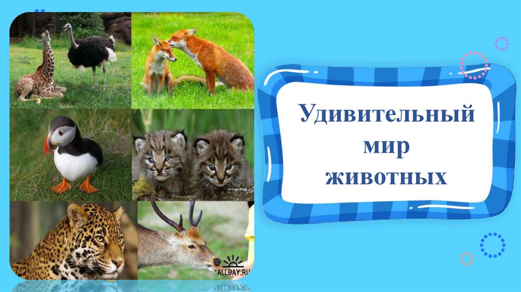 Проект удивительный мир