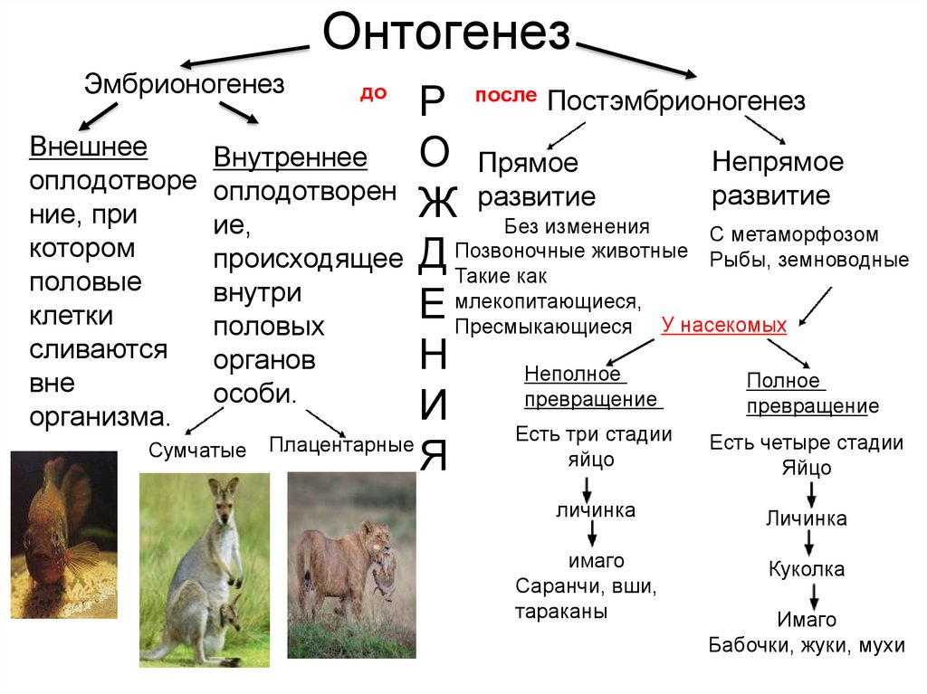 Для изображенного на рисунке животного характерна следующая последовательность этапов онтогенеза