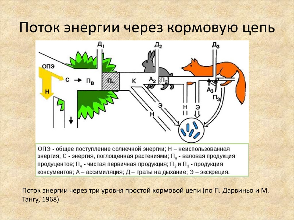 Изобразите в виде схемы потоки энергии в экосистемах