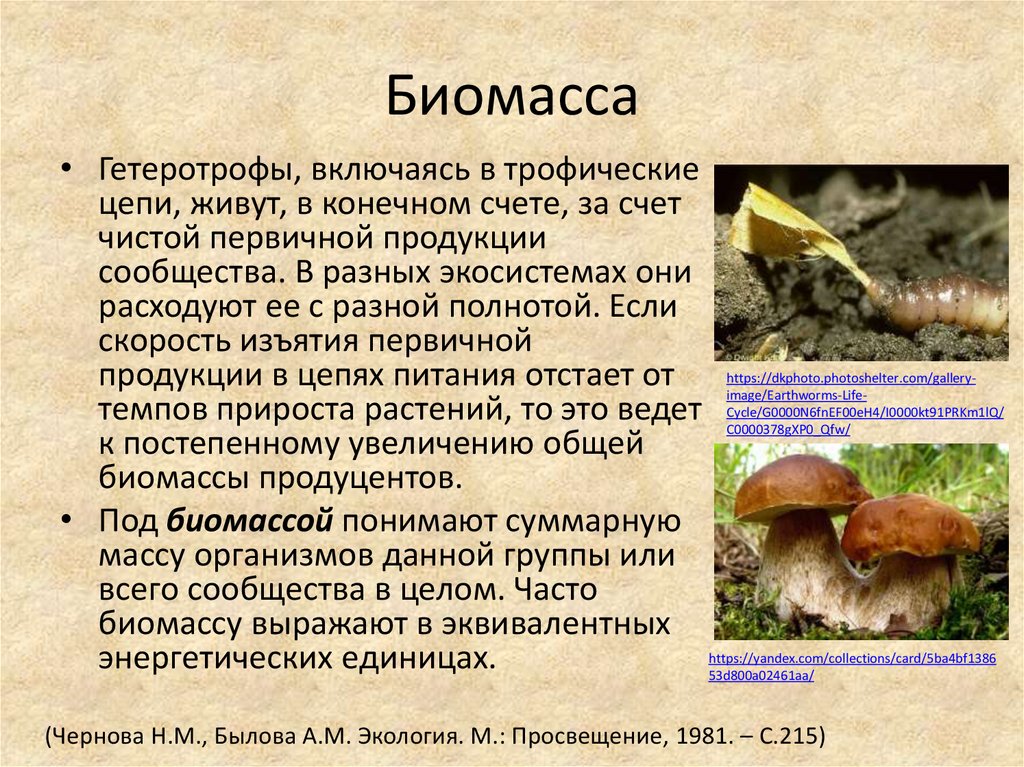 гетеротрофы в экосистеме являются. авто трорфы гетеро трофы. гетеротрофы в экосистеме являются. взаимосвязь между естественным и позитивным правом. альфатрофные организмы.