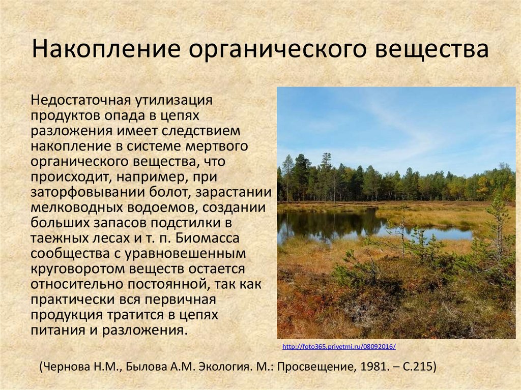 Накопление органических веществ происходит в. Накопление органических веществ происходит в