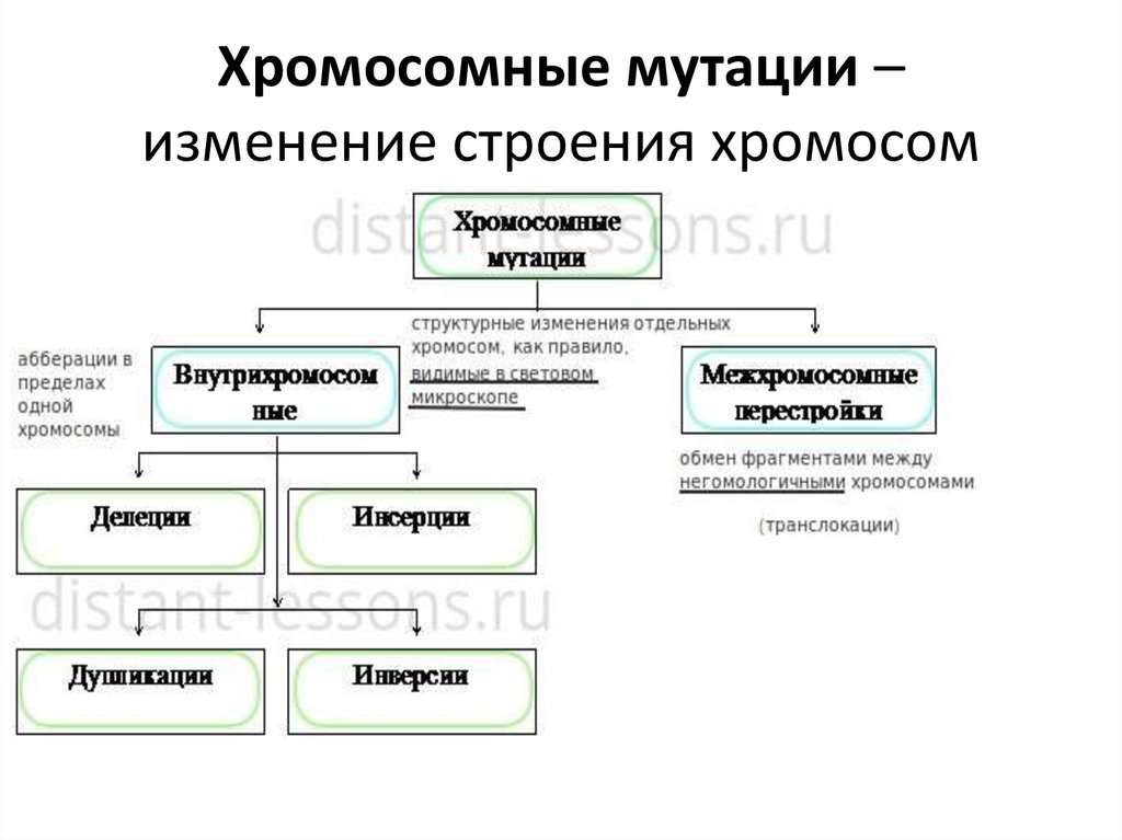 Хромосомные мутации – изменение строения хромосом