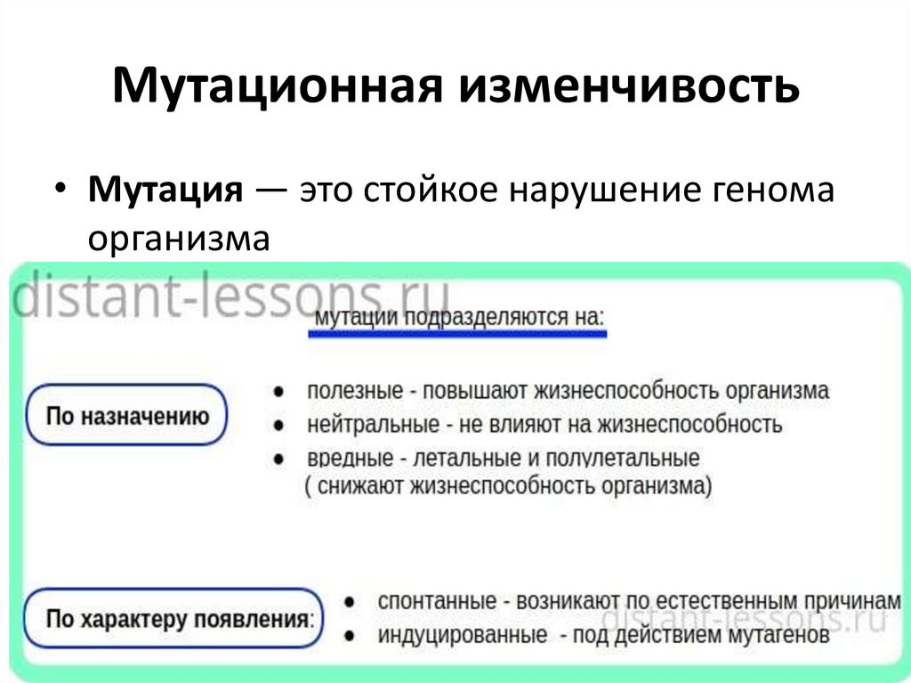 Мутационная изменчивость