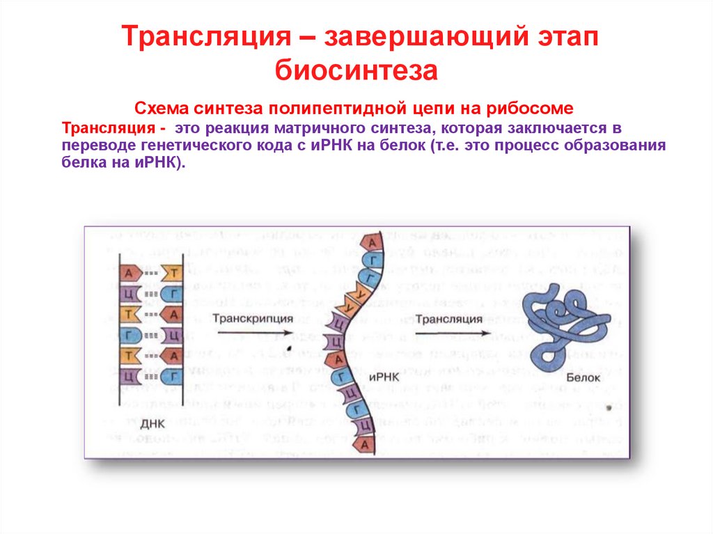 Образование белка транскрипция