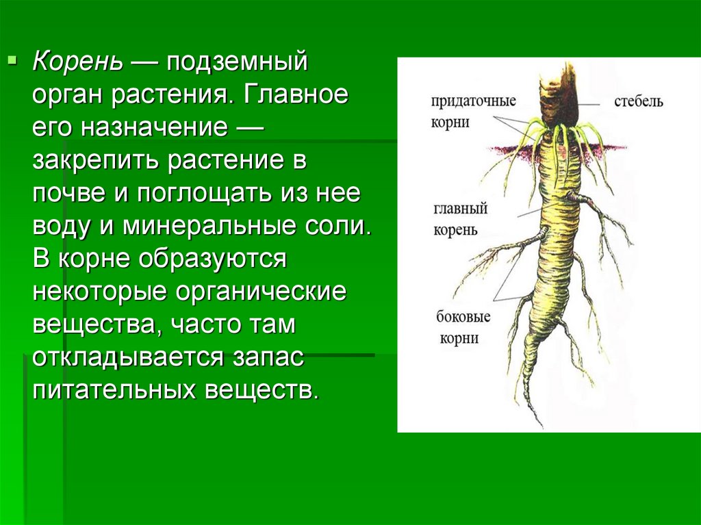 Функция органа корень. Органы растений корень. Подземные органы растений. Корень главный орган растения. Подземные корни растений.
