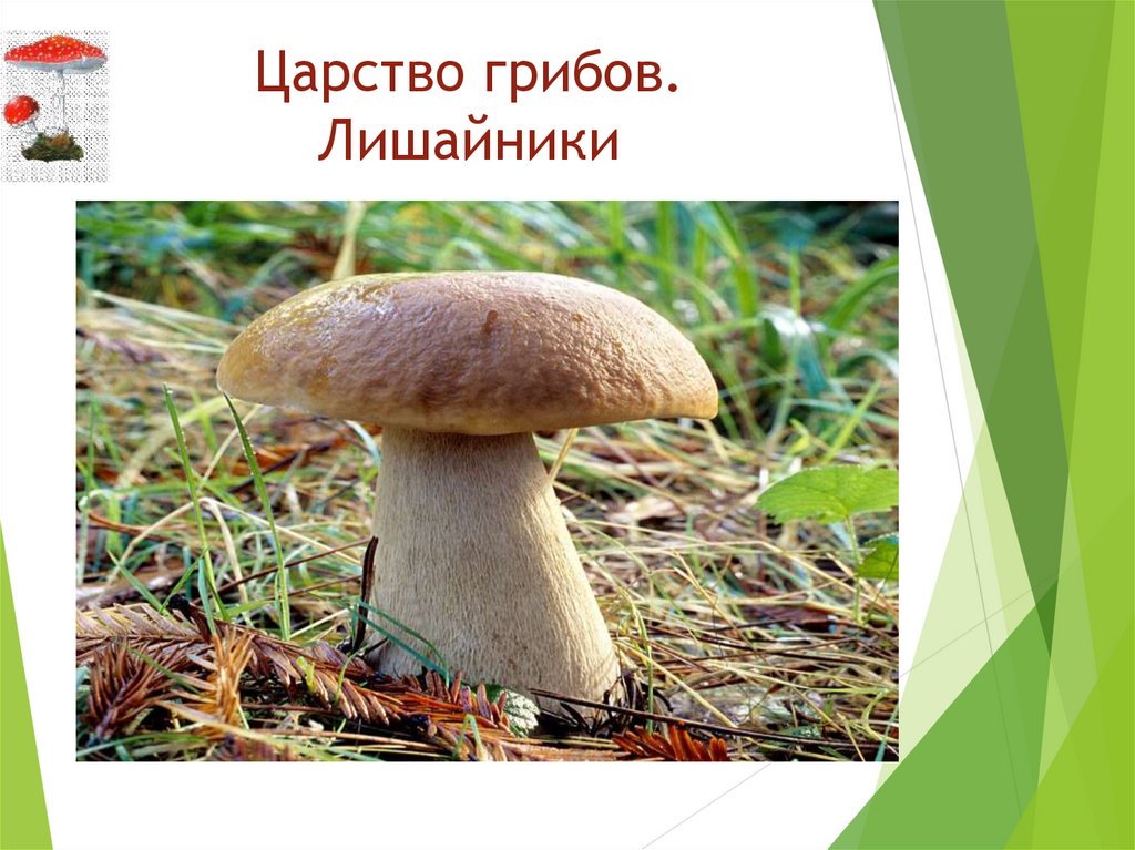 Царство грибы и лишайники. Царство грибов Тихомиров. Третья станция. «Царство грибов»..