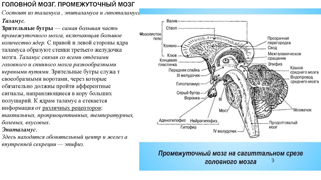 Отдел ствола головного мозга выполняемая функция. Спинной мозг срез по оси. Спинномозговые узлы содержат. Спинномозговая петля. Вестибулярные ядра ствола мозга это вторичный центр.