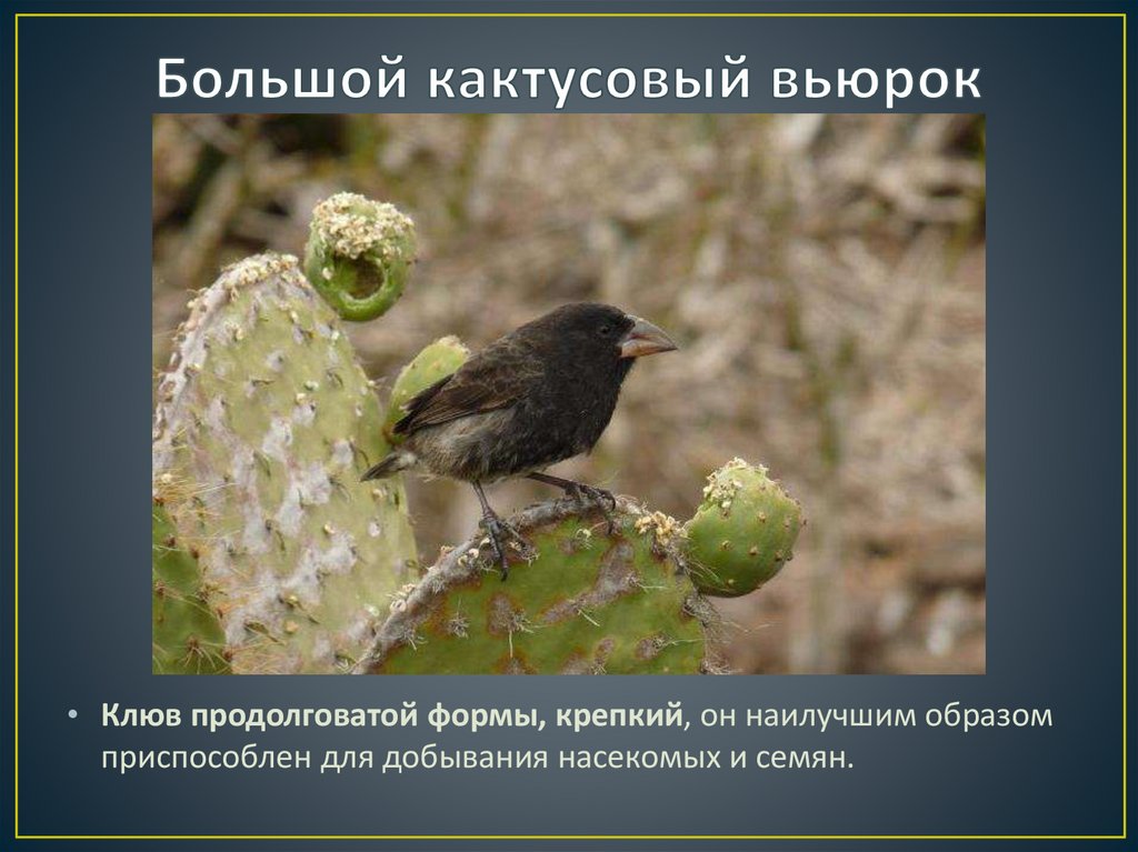 Большой кактусовый вьюрок