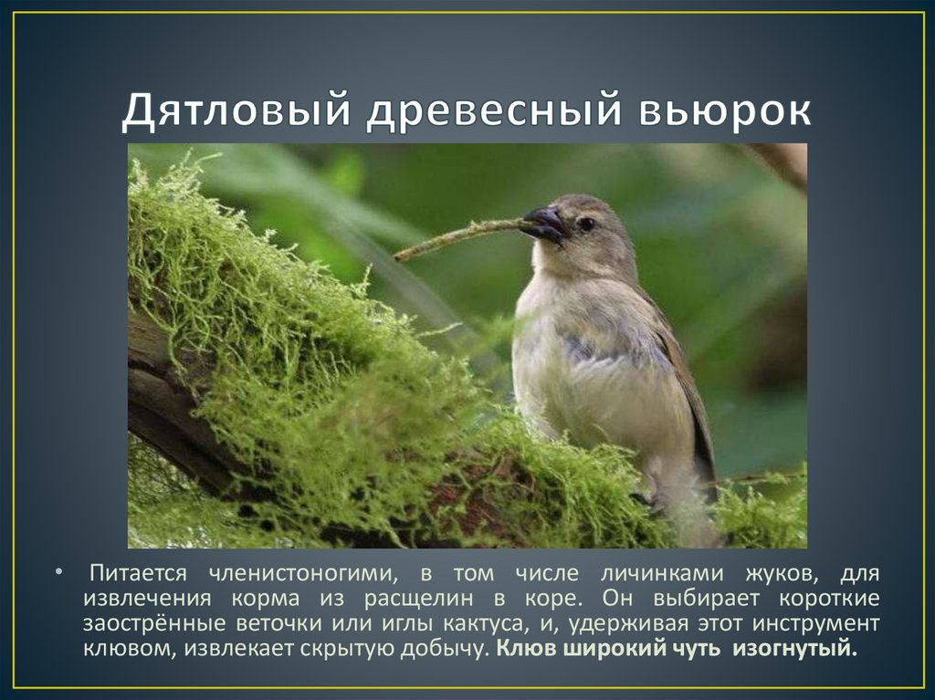 Дятловый древесный вьюрок