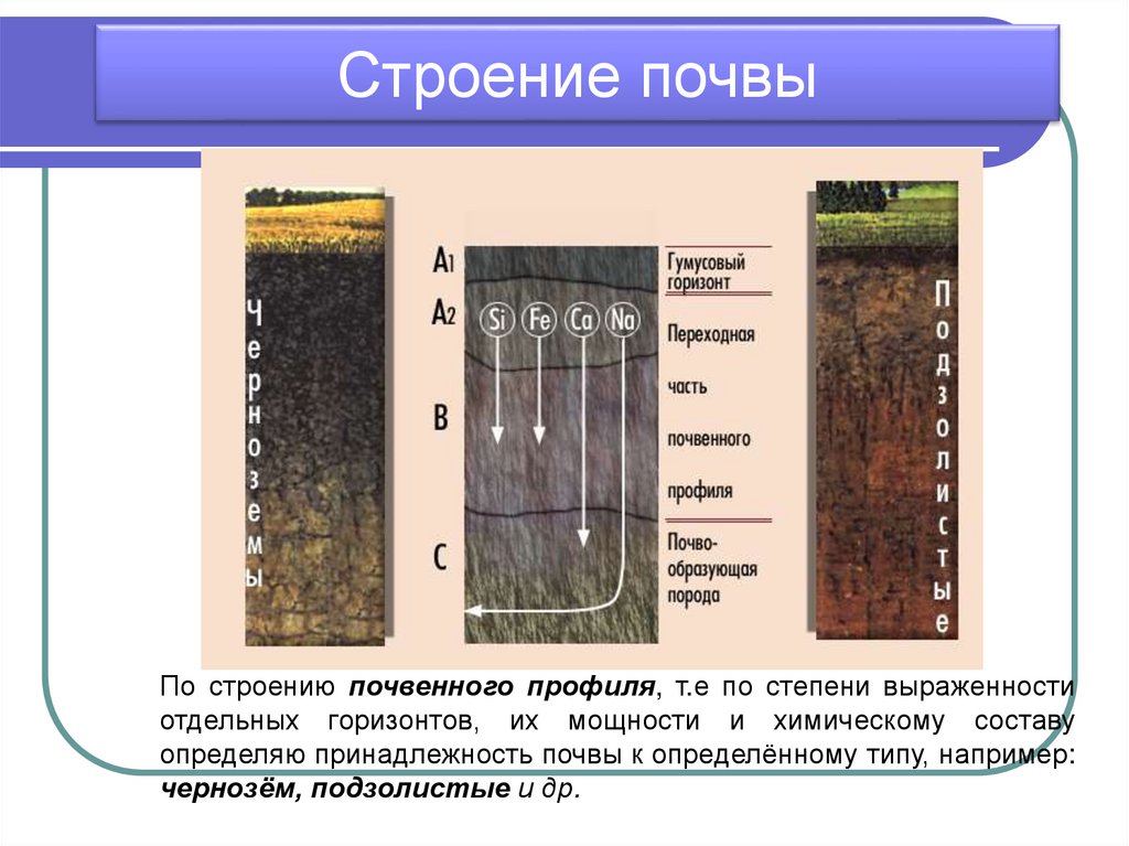 География 6 класс тема почва. Строение почвы почвенные горизонты. Почвы России 8 класс география презентация. Структура почвы 8 класс география. Структура почвы почвенные горизонты.