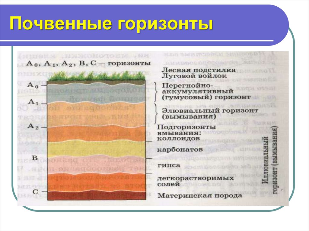 Материнская порода гумусовый вымывания вмывания. Строение почвы почвенные горизонты. Структура почвы 8 класс география. Строение почвы подвесные горезонты. Строение почв России.