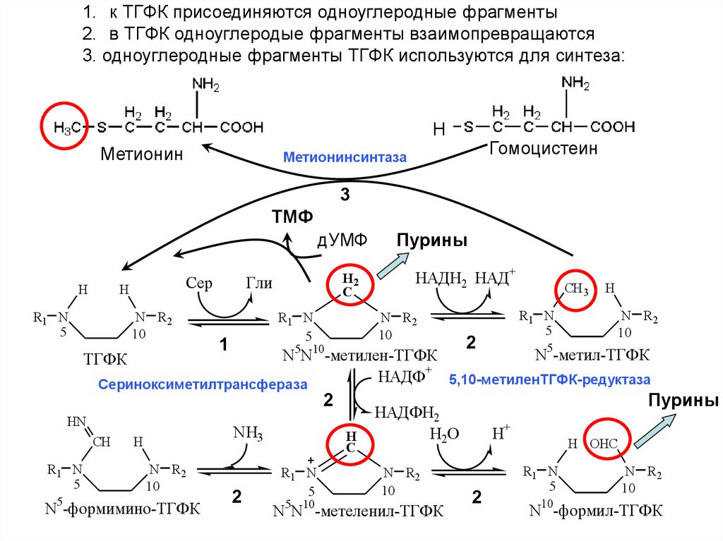 Метанин. Специфические пути синтеза аминокислот. Схемы специфических путей обмена аминокислот. Метионин биохимия. Специфические пути обмена аминокислот биохимия.