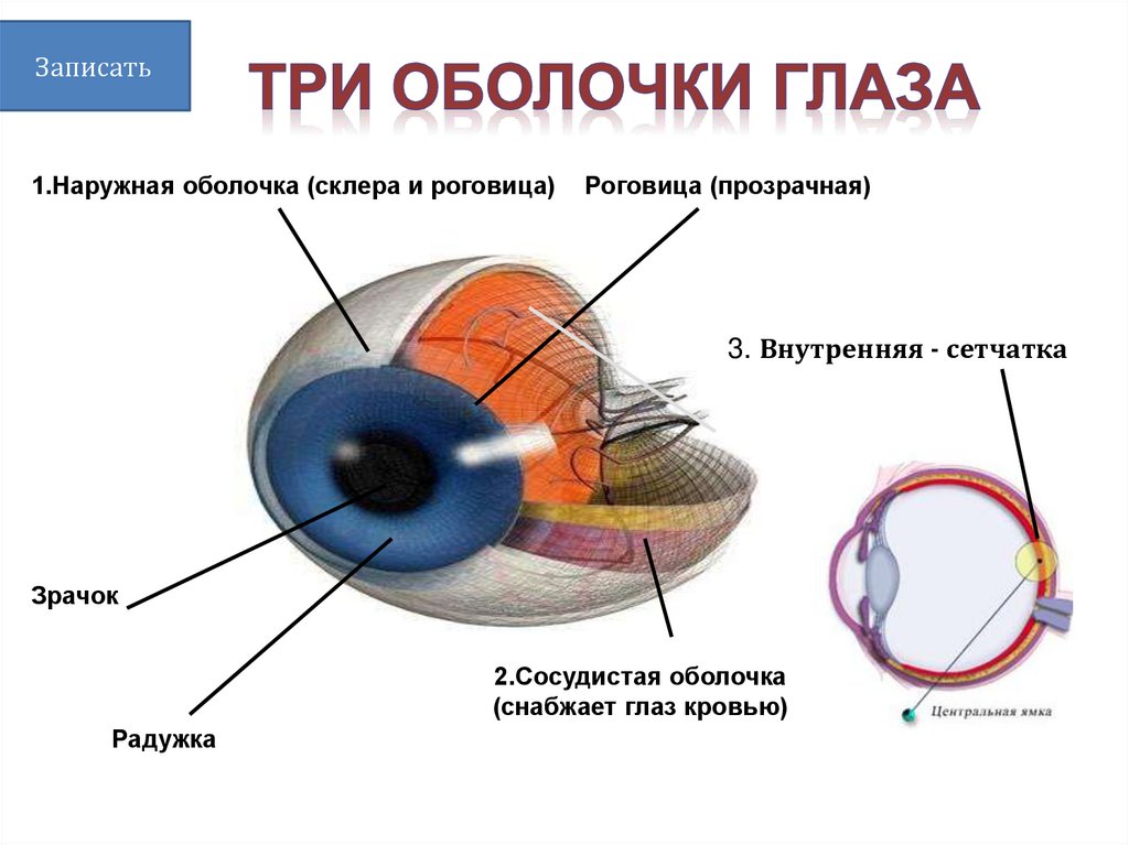 Изображение видимых предметов формируется на а роговице. Мышцы изменяющие кривизну хрусталика глаза. Что меняет кривизну хрусталика. Зрительный анализатор вывод. Способность хрусталика изменять свою кривизну.
